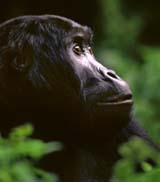 lowland gorilla