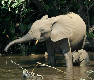 Forest elephants