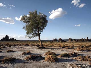 Desolate Landscape of Lac Abbe, Dotted with Limestone Chimneys, Djibouti, Africa