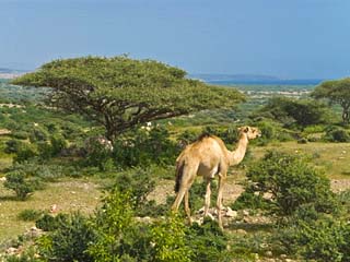 Camel on the Outskirts of Djibouti, Republic of Djibouti, Africa