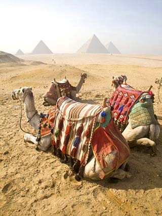 Resting Camels Gaze Across the Desert Sands of Giza, Cairo, Egypt