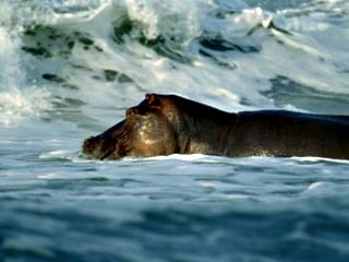 Hippopotamus Swimming in the Atlantic off of Gabons Coast