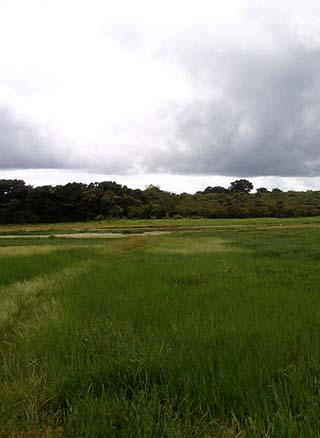 Guinea-Bissau landscape