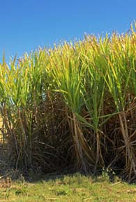 sugarcane