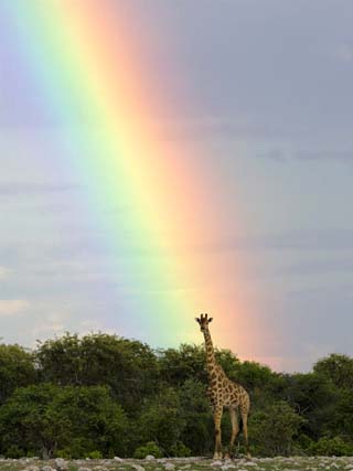 Giraffe, at End of Rainbow, Etosha National Park, Namibia