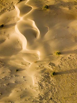 Sunkissed Dunes with Some Vegetation Cover in the Central Sahara, Niger
