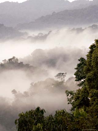 Mist Rising from Forest Floor, Nyungwe Forest National Park, Gisenyi, Rwanda