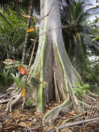 Spreading Roots of a Tree in the Forest of Sao Tomé and Principé