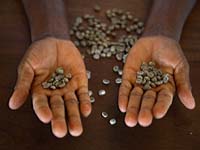 Sao Tome coffee