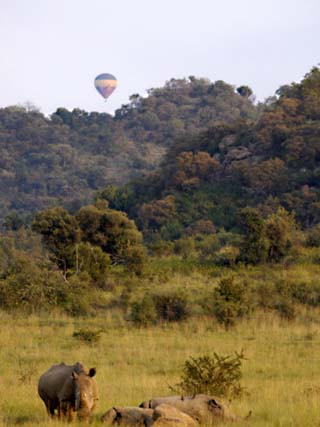 Group of White Rhinos and Balloon, Pilanesberg National Park, Sun City, South Africa, Africa