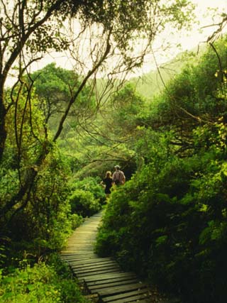 Otter Trail, Tsitsikamma, South Africa, Africa