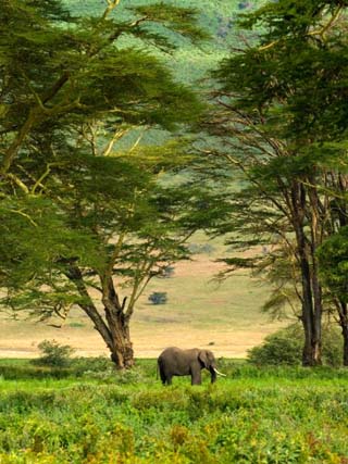 African Elephant in Ngorongoro Crater in Ngorongoro Conservation Area