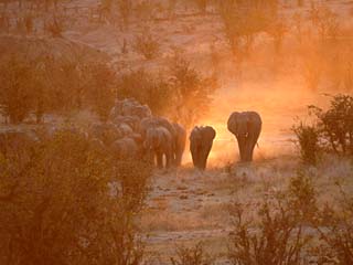 Elephants, Hwange National Park, Zimbabwe, Africa