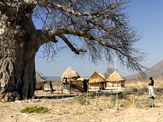 Traditional Settlement and Large Baobab Tree Near Lake Kariba, Zimbabwe, Africa