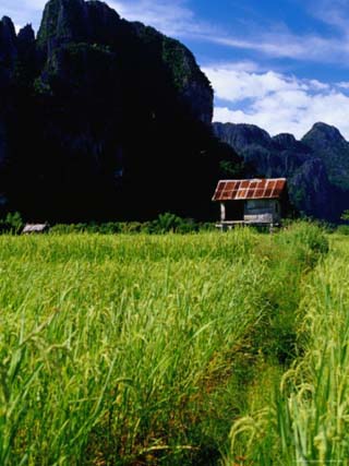 Stilted House Surrounded by Limestone Cliffs and Fields, Vang Vieng, Laos