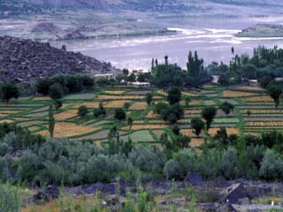 Agriculture Fields, Indus Valley, Pakistan