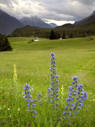 Alpine Meadow, Near Kofels, Umhausen, Otztal Valley, Tyrol, Austria, Europe