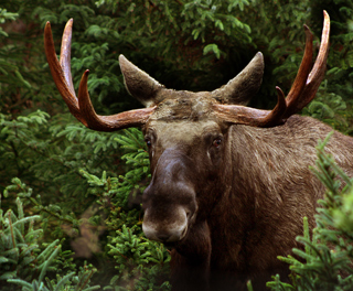 Elk in the forest