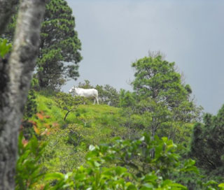 Goat on a mountainside