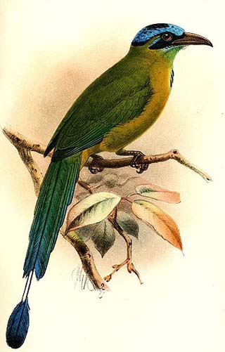 Turquoise-browed Motmot