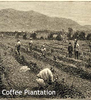Coffee plantation
