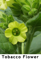 Tobacco Flower