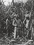 Map of Jamaica - Caribbean Island Maps, Jamaica Map Information ... Map of Jamaica - Caribbean Island Maps, Jamaica Map Information ...