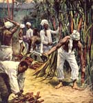 sugar cane