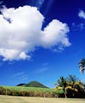 sugarcane field