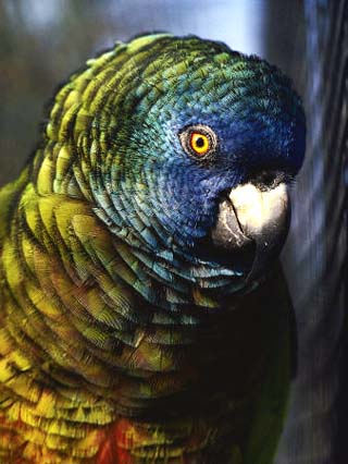 Saint Lucia Parrot