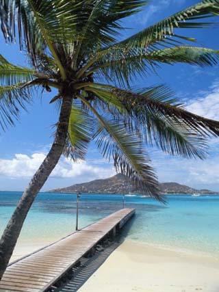 Palm Tree Hanging Over Beach Dock