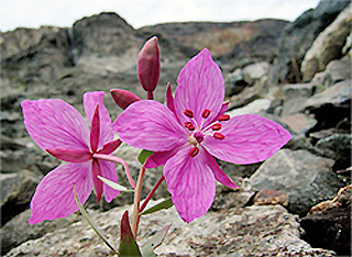 national flower of greenland