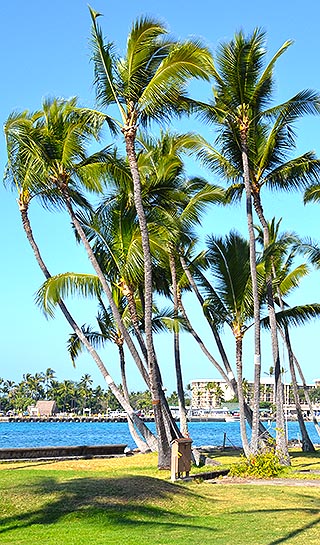 palm trees hawaii