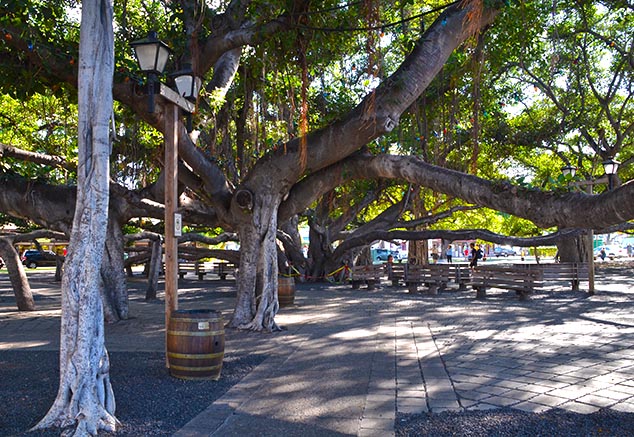 banyon tree lahaina hawaii