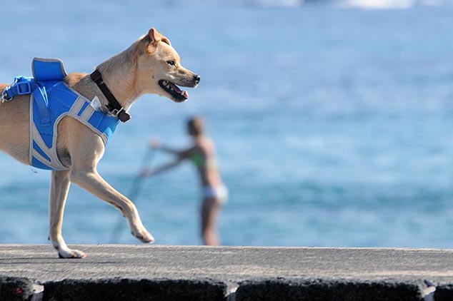 surfing dog hawaii