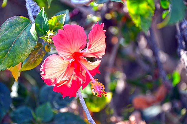 hawaii flower