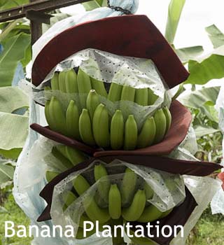 banana plantation