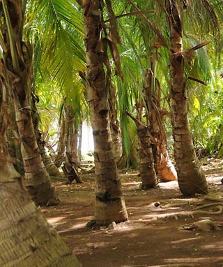 kourou beach canoe race
