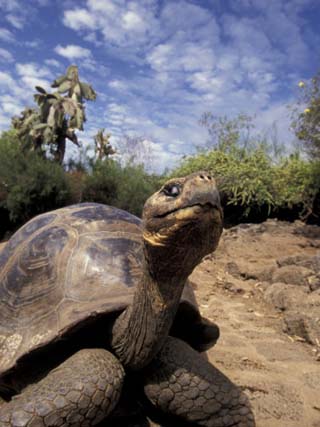 Why are the Galapagos Islands famous?