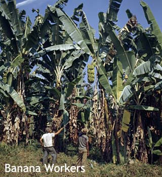 banana worker