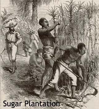 sugar plantation