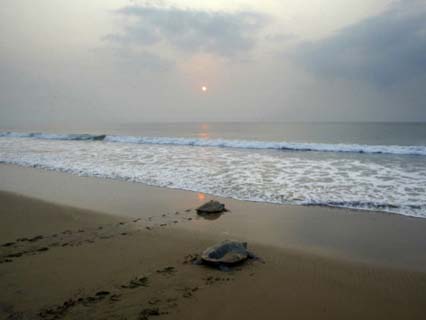 Olive Ridley Turtles Return to the Bay of Bengal Sea after Laying Eggs on Gokhurkuda Beach, India
