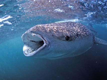 Whale Shark Filter Feeding on Plankton (Rhincodon Typus), Djibouti, Africa, Gulf of Aden