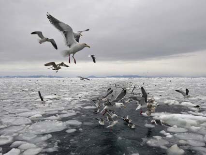 Slaty-Backed Gull (Larus Schistisagus), Sea of Okhotsk, Hokkaido, Japan