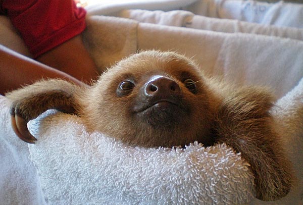 baby sloth