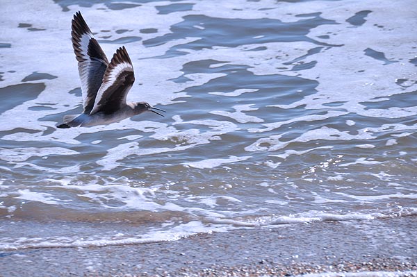 cruising the beach