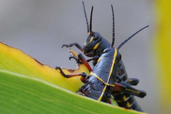 grasshoppers