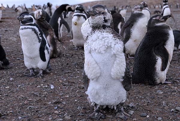 penguin chick