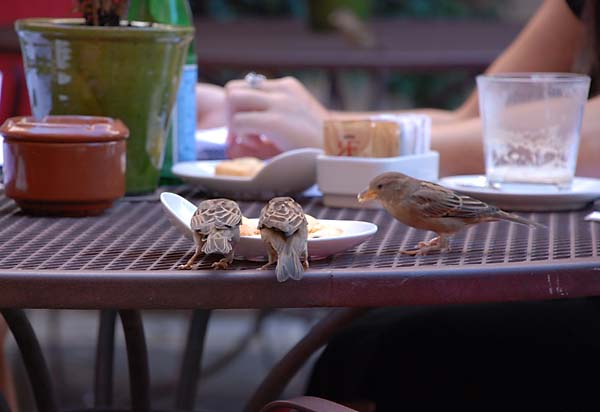 rome birds