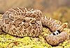A deadly Western Diamondback Rattlesnake (Crotalus atrox).
